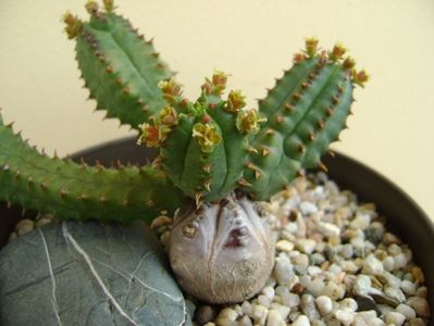 Euphorbia tubiglans