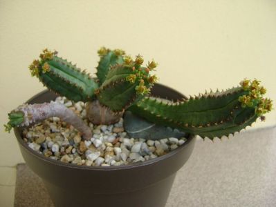 Euphorbia tubiglans