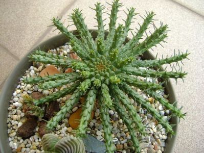 Euphorbia flanaganii