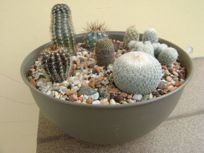 Grup de 7 cactusi; Uebelmania pectinifera
Pygmaeocereus bylesianus
Melocactus azureus
Epithelantha bokei
Escobaria nellieae
Escobaria leei
Aylostera heliosa
