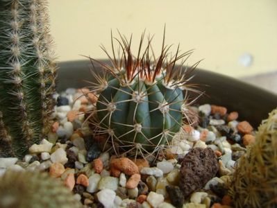 Melocactus azureus