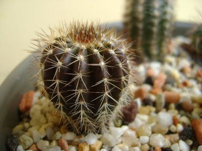 Uebelmania pectinifera