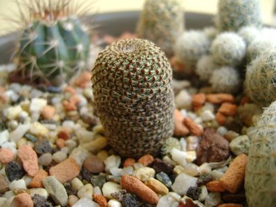 Aylostera heliosa
