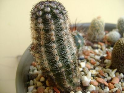 Pygmaeocereus bylesianus