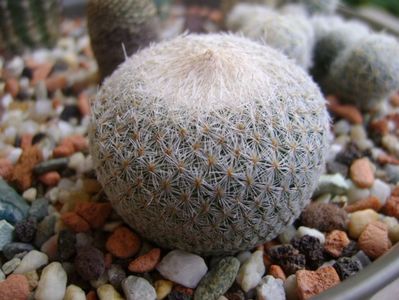 Epithelantha bokei