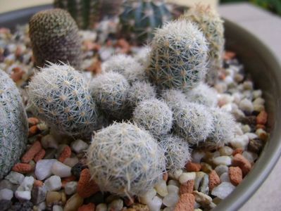 Escobaria leei