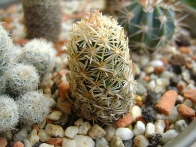 Escobaria nellieae