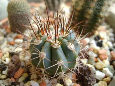Melocactus azureus