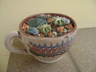 Grup de 3 cactusi; Aztekium hintonii, San Jose del Rio Galeana, Mx (2 ex.)
Geohintonia mexicana, San Jose del Rio, Mx
