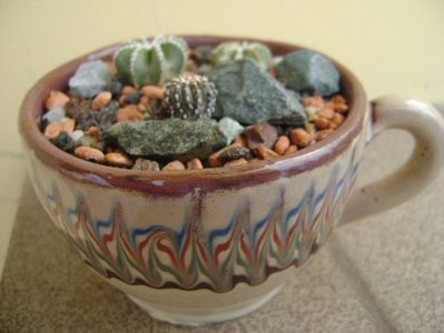 Grup de 3 cactusi; Aztekium hintonii San Jose del Rio Galeana, Mx (2 ex.)
Geohintonia mexicana San Jose del Rio, Mx
