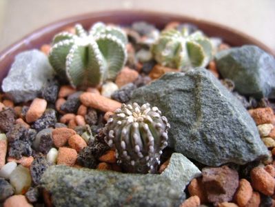 Geohintonia mexicana, San Jose del Rio, Mx; Aztekium hintonii San Jose del Rio Galeana, Mx (2 ex.)
Geohintonia mexicana San Jose del Rio
