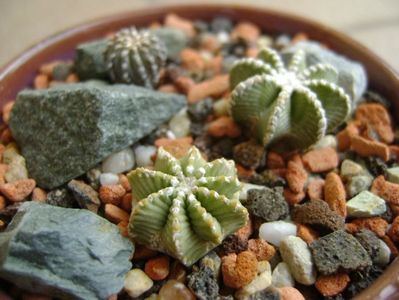 Aztekium hintonii, San Jose del Rio Galeana, Mx (2 ex.); Aztekium hintonii, San Jose del Rio Galeana, Mx (2 ex.)
Geohintonia mexicana, San Jose del Rio
