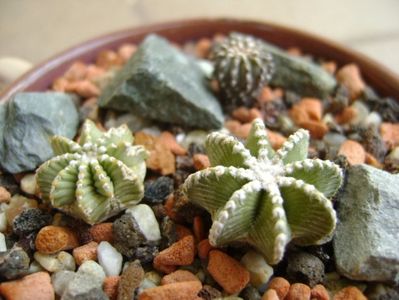 Aztekium hintonii, San Jose del Rio Galeana, Mx (2 ex.); Aztekium hintonii, San Jose del Rio Galeana, Mx (2 ex.)
Geohintonia mexicana, San Jose del Rio
