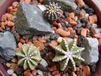 Grup de 3 cactusi; Aztekium hintonii, San Jose del Rio Galeana, Mx (2 ex.)
Geohintonia mexicana, San Jose del Rio, Mx
