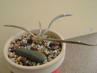Digitostigma caput-medusae