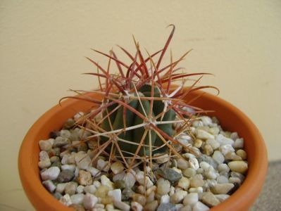 Ferocactus gracilis v. coloratus