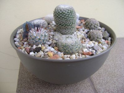 Grup de 7 Mammillaria; Mammillaria crucigera
Mammillaria perezdelarosae
Mammillaria lenta
Mammillaria hernandezii
Mammillaria herrerae
Mammillaria duwei
Mammillaria lasiacantha
