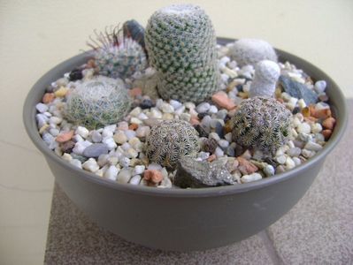Grup de 7 Mammillaria; Mammillaria crucigera
Mammillaria perezdelarosae
Mammillaria lenta
Mammillaria hernandezii
Mammillaria herrerae
Mammillaria duwei
Mammillaria lasiacantha
