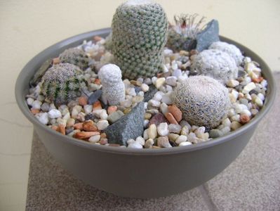 Grup de 7 Mammillaria; Mammillaria crucigera
Mammillaria perezdelarosae
Mammillaria lenta
Mammillaria hernandezii
Mammillaria herrerae
Mammillaria duwei
Mammillaria lasiacantha
