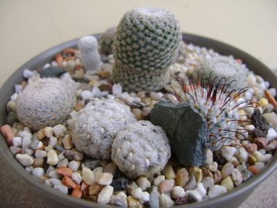 Grup de 7 Mammillaria; Mammillaria crucigera
Mammillaria perezdelarosae
Mammillaria lenta
Mammillaria hernandezii
Mammillaria herrerae
Mammillaria duwei
Mammillaria lasiacantha
