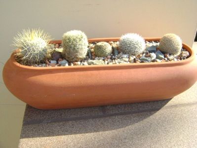 Grup de 5 Mammillaria; Mammillaria dixanthocentron
Mammillaria huitzilopochtli 
Mammillaria klissingiana 
Mammillaria laui albiflora
Mammillaria magallanii
