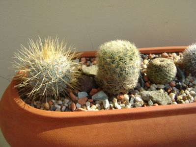 Grup de 5 Mammillaria; Mammillaria dixanthocentron
Mammillaria huitzilopochtli 
Mammillaria klissingiana 
Mammillaria laui albiflora
Mammillaria magallanii
