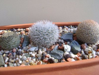 Grup de 5 Mammillaria; Mammillaria dixanthocentron
Mammillaria huitzilopochtli 
Mammillaria klissingiana 
Mammillaria laui albiflora
Mammillaria magallanii
