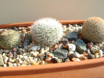 Grup de 5 Mammillaria; Mammillaria dixanthocentron
Mammillaria huitzilopochtli 
Mammillaria klissingiana 
Mammillaria laui albiflora
Mammillaria magallanii
