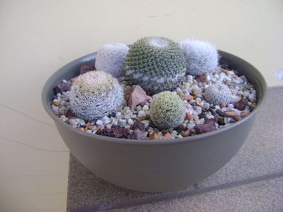 Grup de 6 Mammillaria; Mammillaria egregia
Mammillaria pectinifera
Mammillaria gasseriana 
Mammillaria humboldtii
Mammillaria tlalocii
M. schiedeana ssp. giselae
