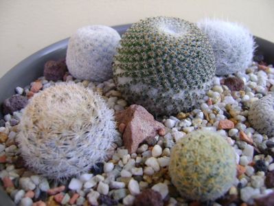 Grup de 6 Mammillaria; Mammillaria egregia
Mammillaria pectinifera
Mammillaria gasseriana 
Mammillaria humboldtii
Mammillaria tlalocii
M. schiedeana ssp. giselae
