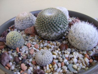 Grup de 6 mammillarii; Mammillaria egregia
Mammillaria pectinifera
Mammillaria gasseriana 
Mammillaria humboldtii
Mammillaria tlalocii
M. schiedeana ssp. giselae
