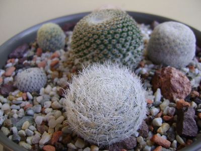 Grup de 6 mammillarii; Mammillaria egregia
Mammillaria pectinifera
Mammillaria gasseriana 
Mammillaria humboldtii
Mammillaria tlalocii
M. schiedeana ssp. giselae
