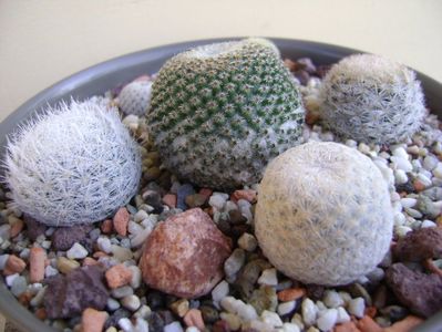 Grup de 6 mammillarii; Mammillaria egregia
Mammillaria pectinifera
Mammillaria gasseriana 
Mammillaria humboldtii
Mammillaria tlalocii
M. schiedeana ssp. giselae
