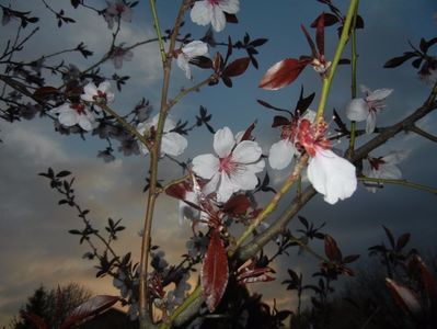 Prunus persica Davidii (2017, April 04)