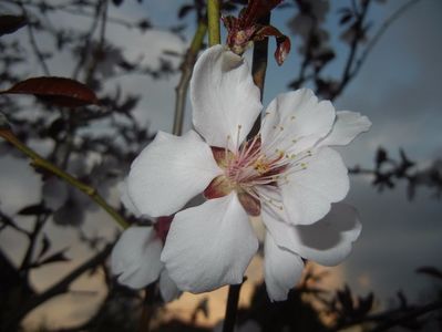 Prunus persica Davidii (2017, April 04)