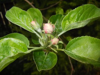 Apple Blossom. Flori mar (2017, April 05)
