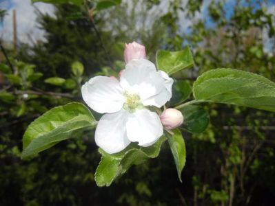 Apple Blossom. Flori mar (2017, April 09)