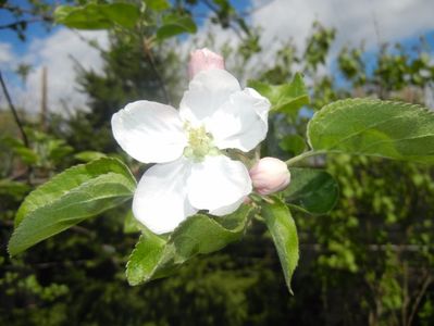 Apple Blossom. Flori mar (2017, April 09)