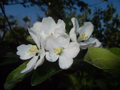 Apple Blossom. Flori mar (2017, April 15)