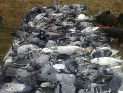 numarul porumbeilor morti a ajuns pana in seara asta la 138