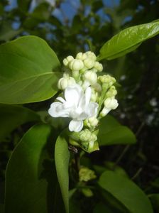 White Lilac Tree (2017, April 09)