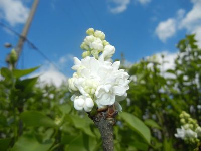 White Lilac Tree (2017, April 09)