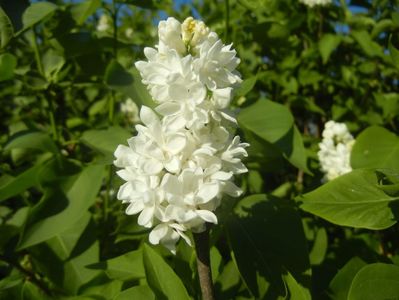 White Lilac Tree (2017, April 15)