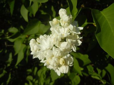 White Lilac Tree (2017, April 15)