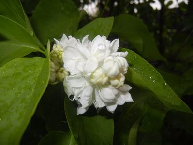 White Lilac Tree (2017, April 20)