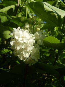 White Lilac Tree (2017, April 24)