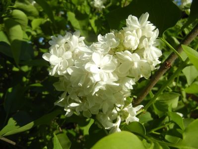 White Lilac Tree (2017, April 24)