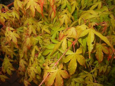 Acer palmatum Katsura (2017, April 20)