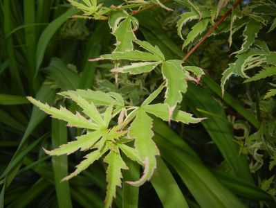 Acer palmatum Butterfly (2017, May 04)