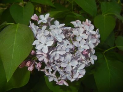 Syringa vulgaris_Lilac (2017, April 15)